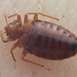 トコジラミ(南京虫)に刺された跡は残る?症状の特徴と治療法