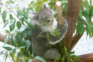 オーストラリア森林火災 コアラのマーチを買うと募金できる仕組み