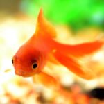 金魚はヒーターなし?必要?最適な温度で上手に飼うコツを教えます!