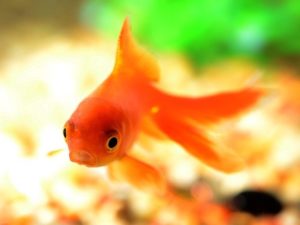 金魚はヒーターなし?必要?最適な温度で上手に飼うコツを教えます!