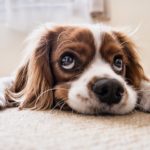犬の寿命ギネス世界一は何歳?日本で最も長く生きた犬の年齢犬種?