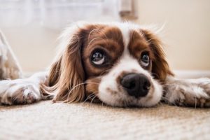 犬の寿命ギネス世界一は何歳?日本で最も長く生きた犬の年齢犬種?