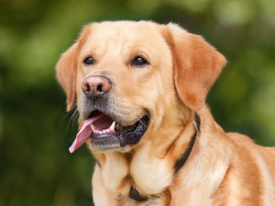 犬の寿命ギネス世界一は何歳 日本で最も長く生きた犬の年齢犬種