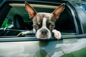 犬と泊まれる宿 関西で安いホテル・旅館の口コミと評判を調べみた
