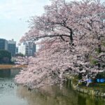 皇室と王室違いは?日本と外国では明らかな違いがあった!