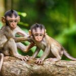 絶滅危惧種の多い国ランキング 日本に生息する絶滅危惧種の数は?