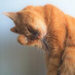猫の毛を洗濯で取る方法を解説!みるみる取れる、便利グッズも併せて紹介