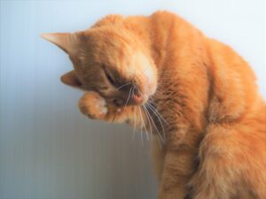 猫の毛を洗濯で取る方法を解説！みるみる取れる、便利グッズも併せて紹介