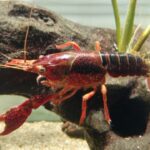 アメリカザリガニの販売禁止はいつから?でもなぜ飼育はOKなの?