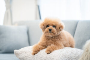 死んだペットを庭に埋めることはできるのか？方法と注意点を解説