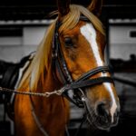 馬の寿命は人間でいうと何歳?ギネス記録を持つ馬は何と62歳!