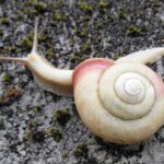 カタツムリとエスカルゴの違いは?食べられる種類や寄生虫の危険性を解説
