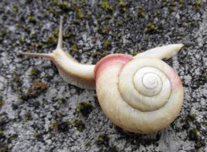 カタツムリとエスカルゴの違いは？食べられる種類や寄生虫の危険性を解説