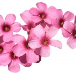 秩父羊山公園 芝桜まつりの日程と見どころ アクセスも紹介します!