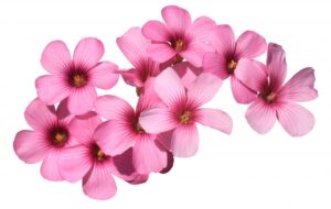 秩父羊山公園 芝桜まつりの日程と見どころ アクセスも紹介します！