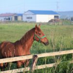 近藤旬子のプロフィールが気になる! 年齢不詳で競馬界を席巻する女性の正体は?