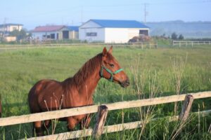 近藤旬子のプロフィールが気になる！ 年齢不詳で競馬界を席巻する女性の正体は？