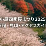 【小原四季桜まつり2025】秋に咲く桜と紅葉の絶景!日程・見頃・アクセス完全ガイド