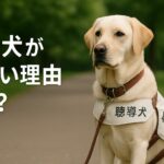 なぜ聴導犬はこんなに少ないの？知られざる7つの理由と今できること