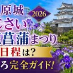 小田原城あじさい花菖蒲まつり2026の日程は？見どころ完全ガイド！