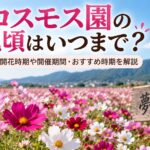 夢コスモス園の見頃はいつまで？2026年の開花時期や開催期間・おすすめ時期を解説