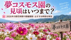 夢コスモス園の見頃はいつまで？2026年の開花時期や開催期間・おすすめ時期を解説